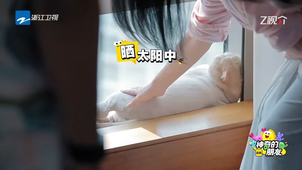 貓咪好識歎。 貓咪好識歎。