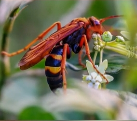  「殺人蜂」遭濫養，傷人致死事件頻發。 新京報