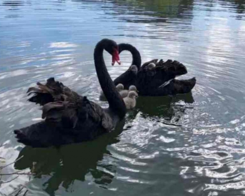 被咬死的黑天鹅包括成年天鹅及中小天鹅。网图