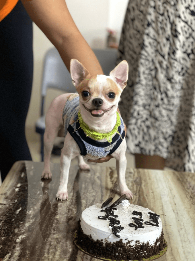 被虐殺的小狗Goosi。X@ChalavadiVinod 被虐殺的小狗Goosi。X@ChalavadiVinod