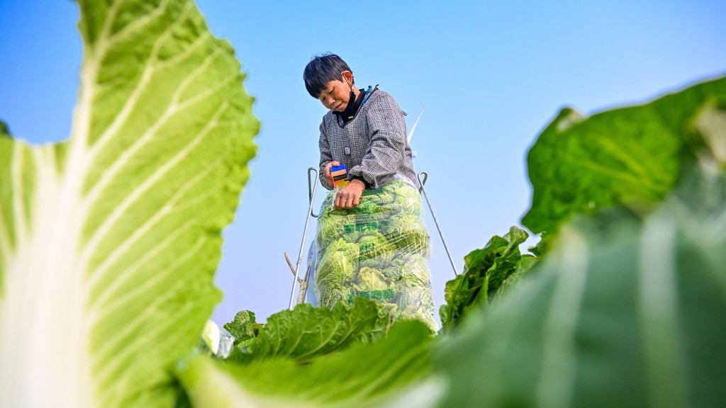 河北白菜曝浸甲醛保鲜。新华社