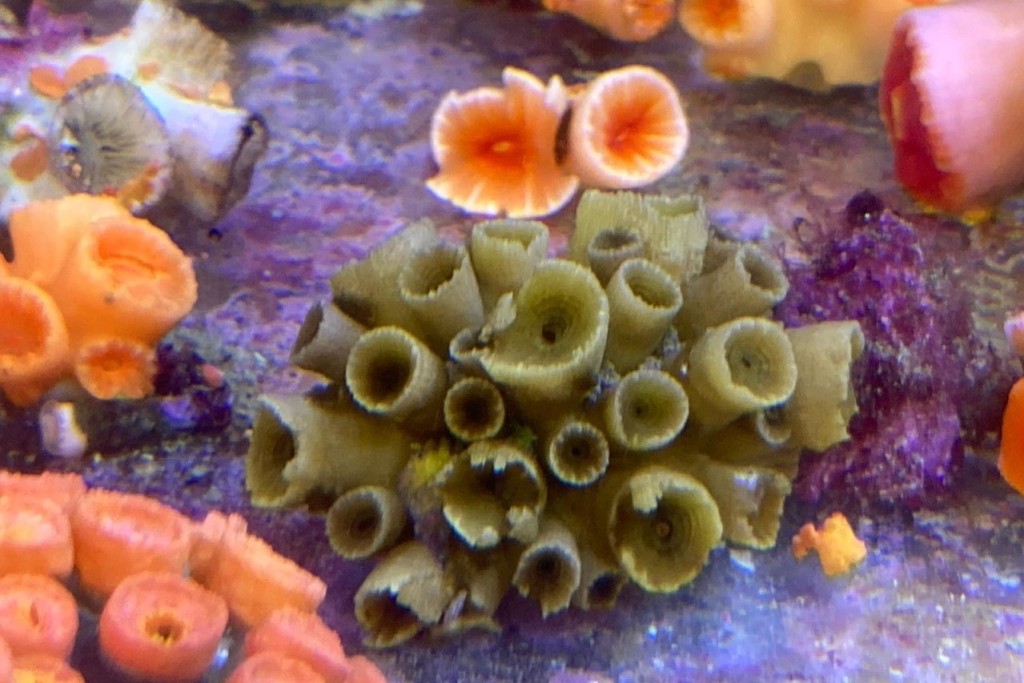  收起触手的「绿壁筒星珊瑚」群体。浸大图片