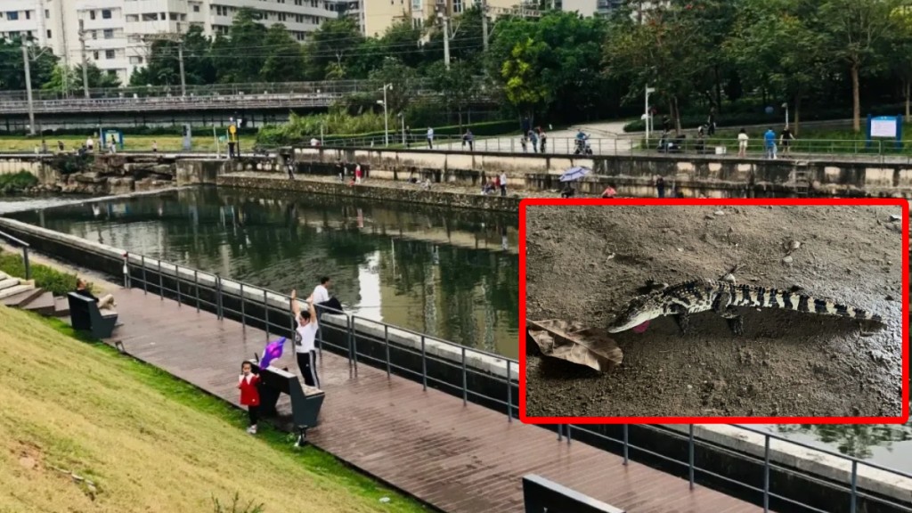 有民眾在布吉河釣出一條鱷魚。