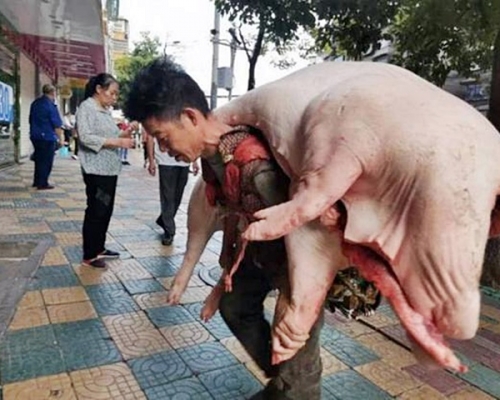 朱啟伍憑背豬養活全家。