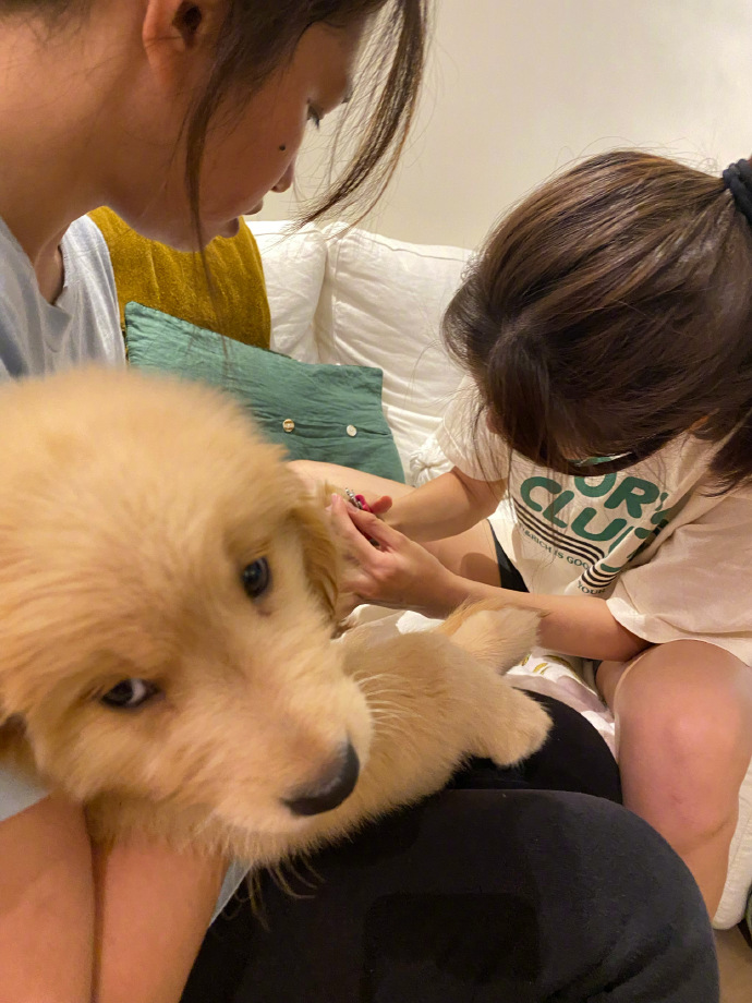 千語為金毛狗狗剪指甲。