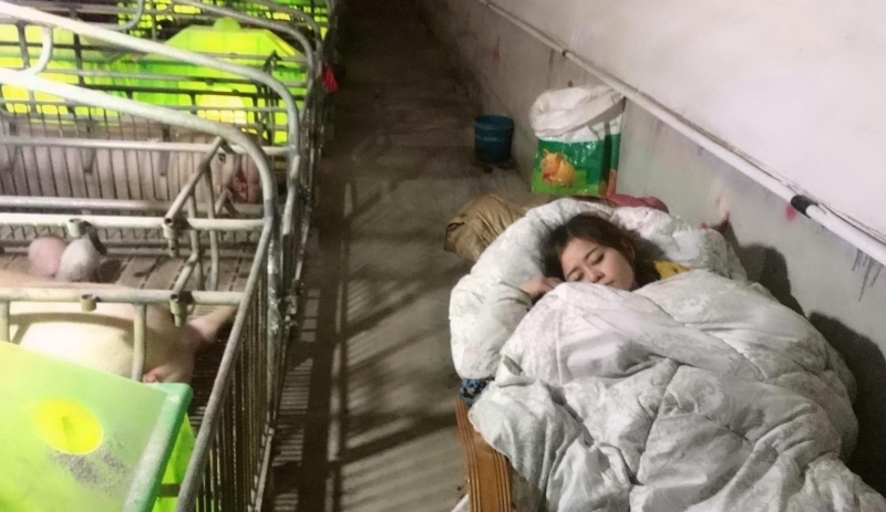 肖芳「陪豬睡」往往一住就是3個月,直到天氣變暖才搬出來。(網圖)