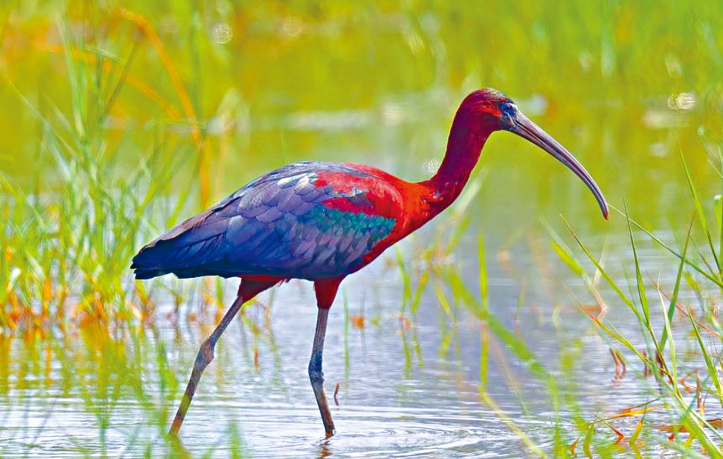 ■珍稀物種彩䴉。