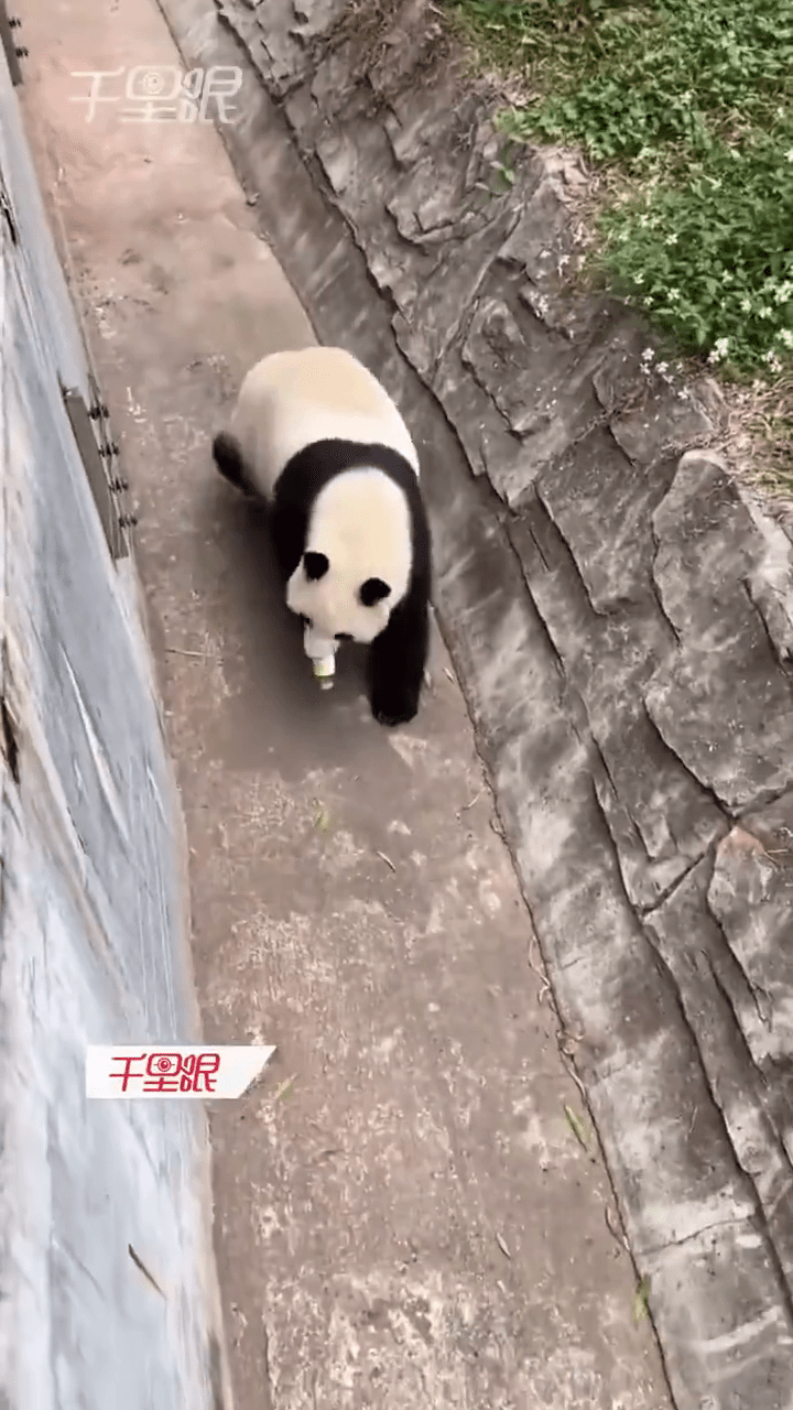 大熊猫雅一发现后，用口将饮料拿起。