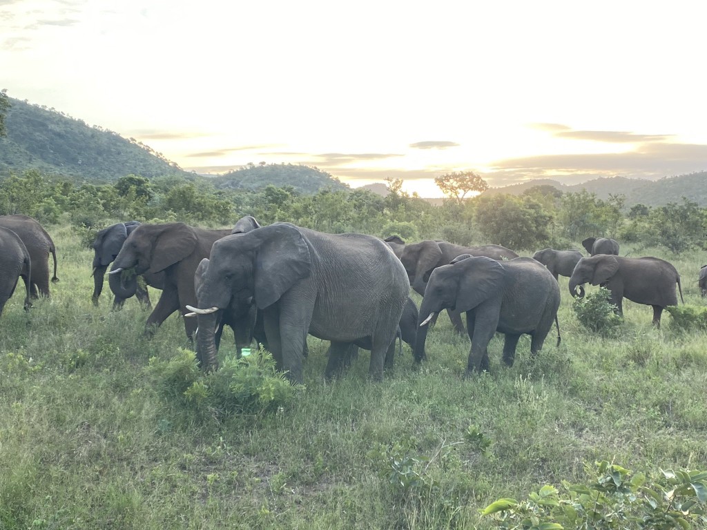 克魯格公園裡的象群。（X@SANParksKNP）