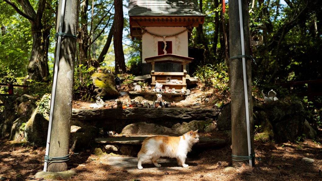 田代島上有一座祭祀貓咪的「貓神社」。 美聯社