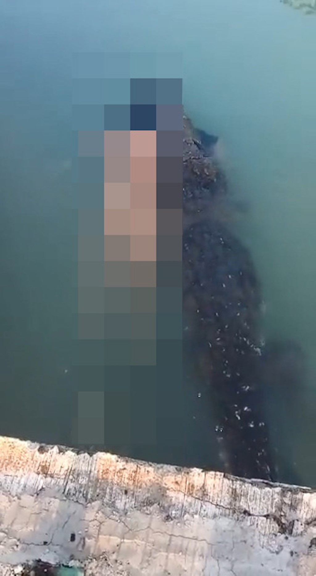 從影片可見，巨鱷咬著屍體的肩膀，屍體幾乎全裸，只有一件黑色衫掛在頸上。（twitter影片截圖）