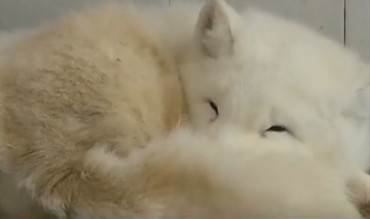 樣子萌萌的白狐,被以為是大型犬。