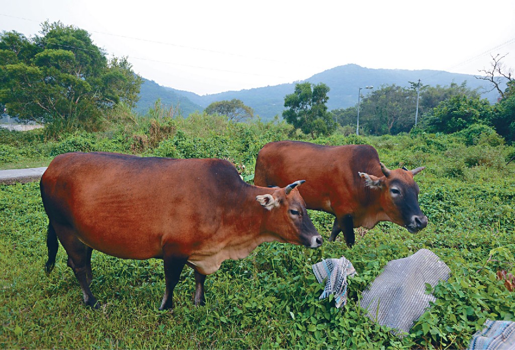 随着农业在香港成为夕阳工业，在梅窝随处可见流浪牛。