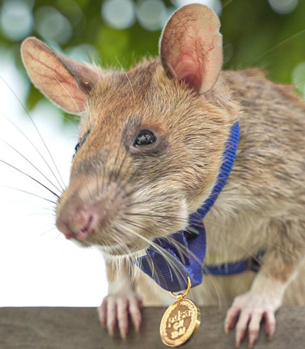 柬埔寨為Magawa建全球首座掃雷鼠紀念雕像。柬埔寨政府網站