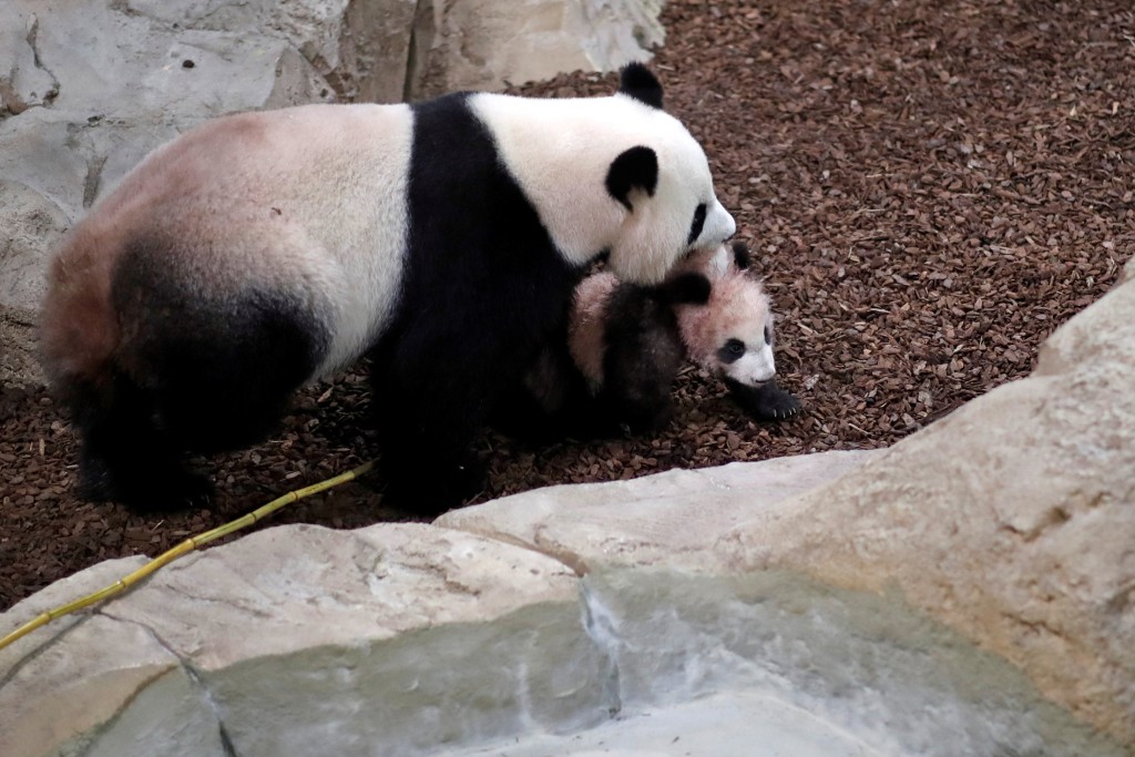 大熊貓「歡歡」和5個月大的「圓夢」。 路透社