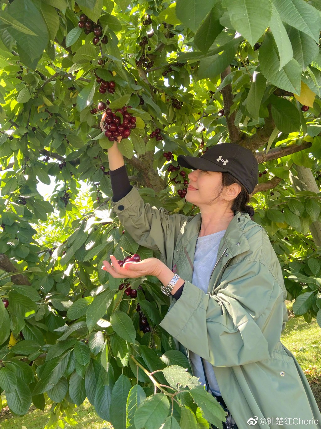 锺楚红摘葡萄享受生活。  ​