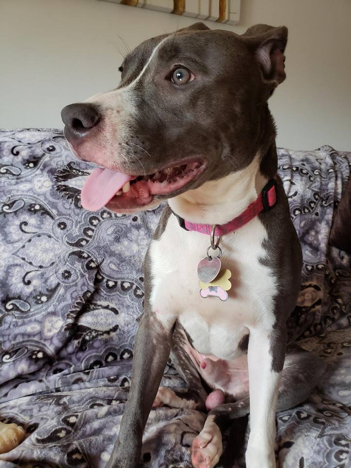 River正等待有心人领养。图:Monmouth County Prosecutor's Office Fb