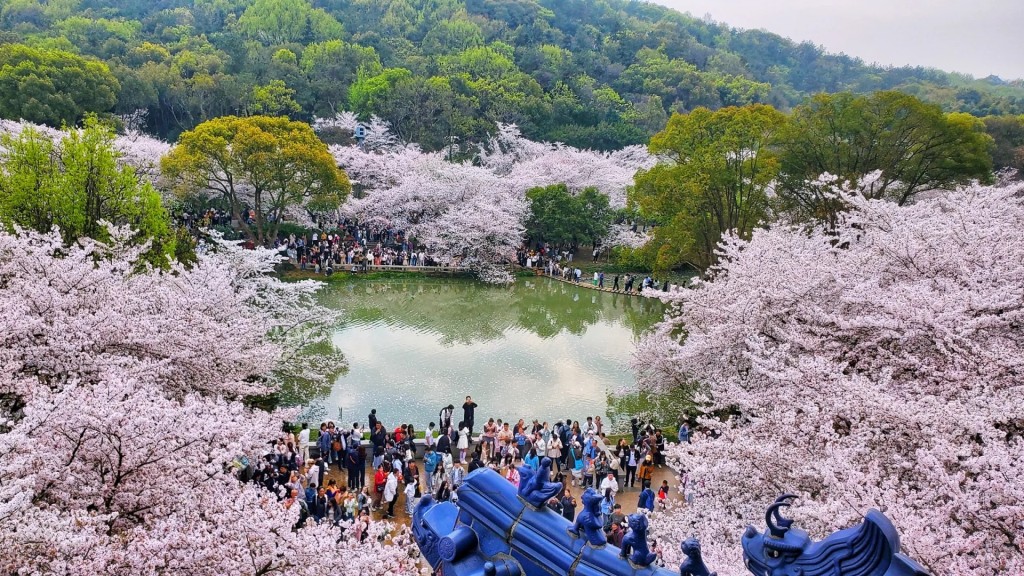 江蘇無錫黿頭渚的櫻花吸引大量遊客。小紅書
