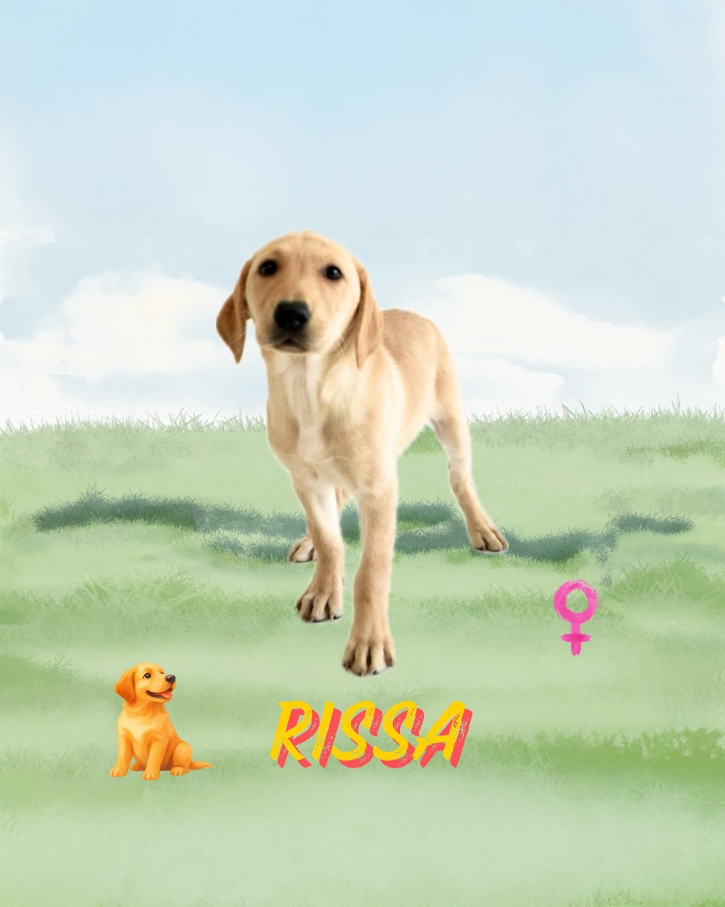 9隻搜查犬BB命名為Eager、Xavi、Cora、Equo、Lumi、Sika、Ivar、 Orli、Rissa。香港海關fb圖片 9隻搜查犬BB命名為Eager、Xavi、Cora、Equo、Lumi、Sika、Ivar、 Orli、Rissa。香港海關fb圖片