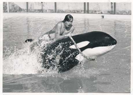 海洋公園殺人鯨「海威」(圖:星島圖片庫) 海洋公園殺人鯨「海威」(圖:星島圖片庫)