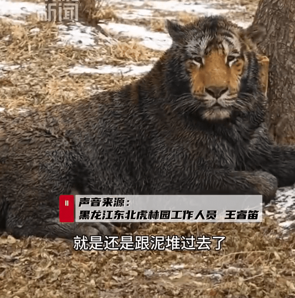 哈爾濱網紅東北虎「二埋汰」愛碌泥氹,相親屢遭母虎嫌棄。 哈爾濱網紅東北虎「二埋汰」愛碌泥氹,相親屢遭母虎嫌棄。