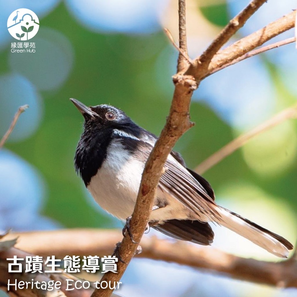 (圖片來源:嘉道理農場綠匯學苑) (圖片來源:嘉道理農場綠匯學苑)