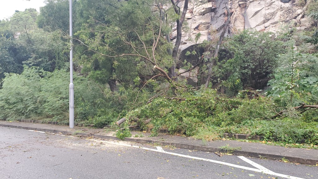 柴湾盛泰道一幅斜坡上约10米高树倒塌，跌落行车线一度横亘路中，消防到场清理。