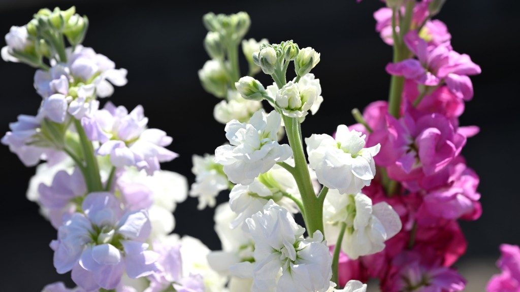 今年花展將於3月20日至29日在維多利亞公園舉行，為期10天，開放時間為上午9時至晚上9時。政府新聞處圖片