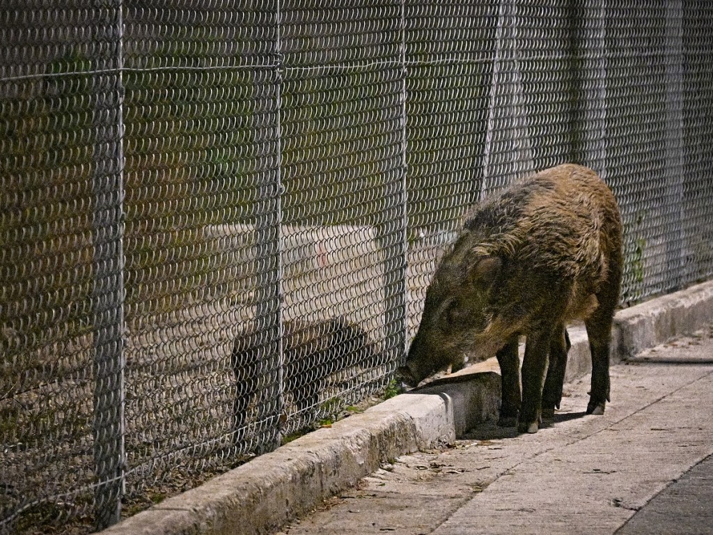 政府继续扑杀野猪。资料图片