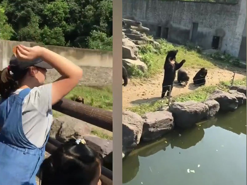 廣播循環播放著「禁止投食」的語音提示，可是眾多遊客卻置之不理，扒在欄杆上爭先給狗熊投餵食物。（網圖）