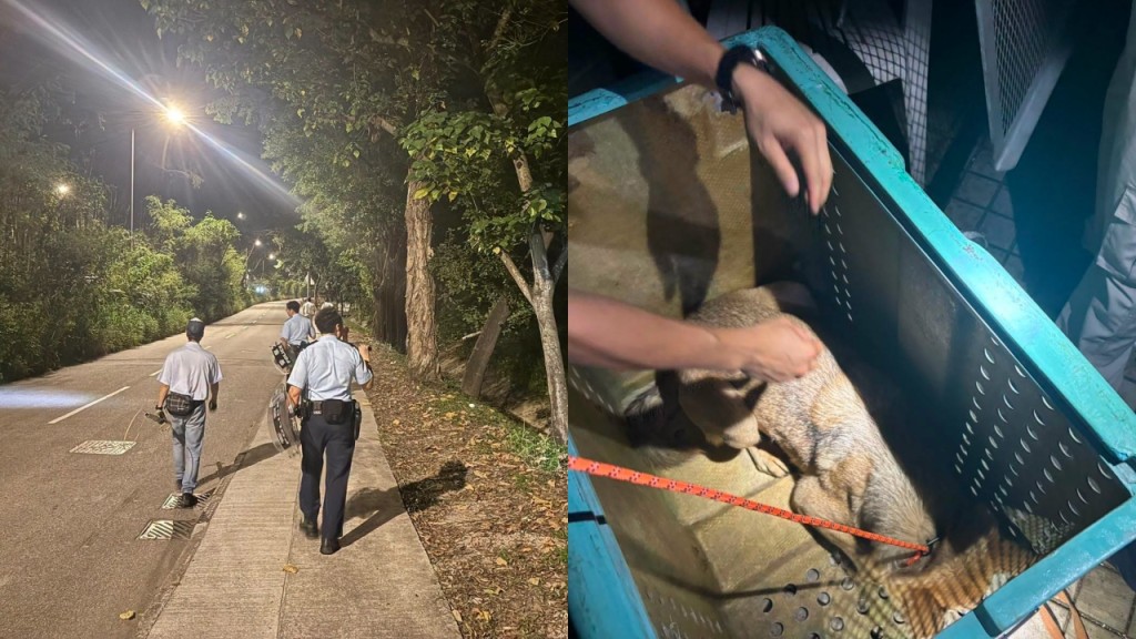 元朗狗咬死人｜警伙渔护新田捉狗 担杆洲路捕获一无人看管犬只
