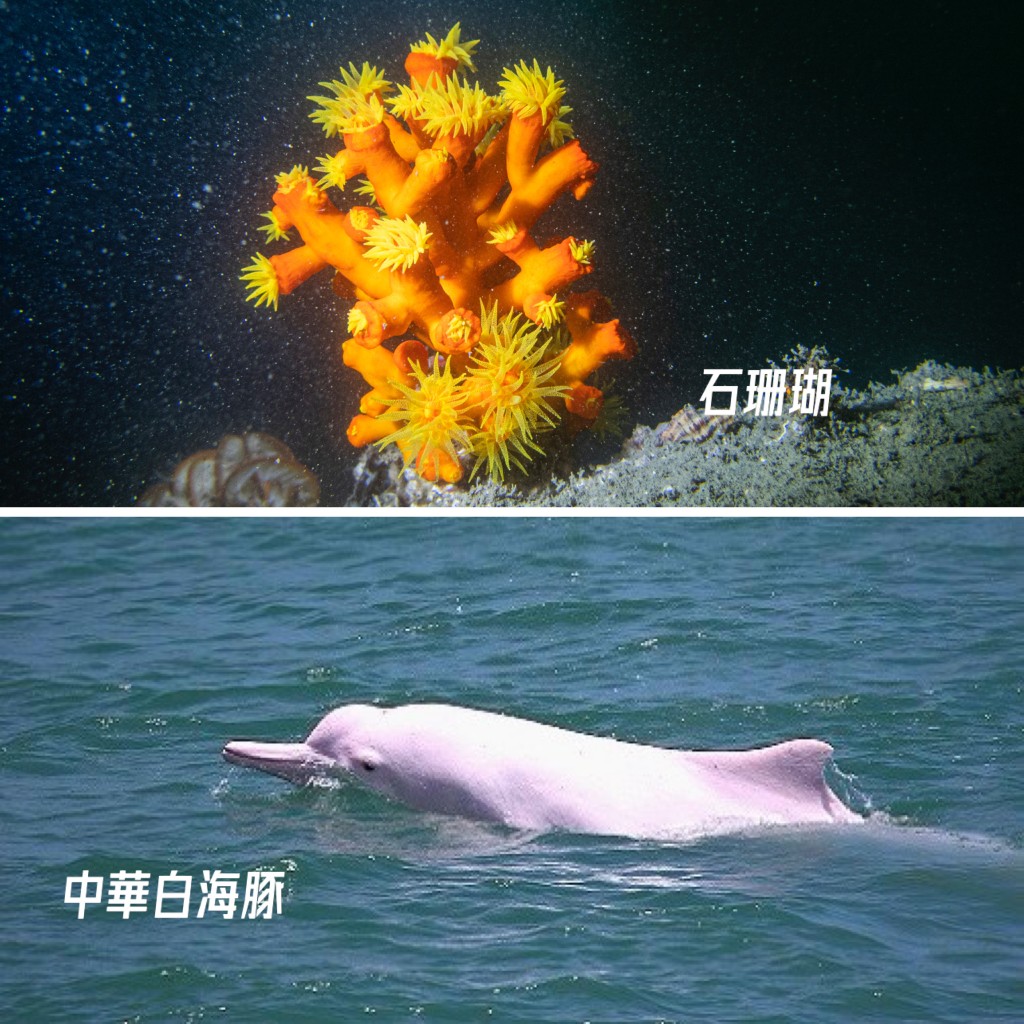 香港海域孕育約6 000種海洋生物，當中包括中華白海豚、江豚、馬蹄蟹和石珊瑚等。謝展寰網誌