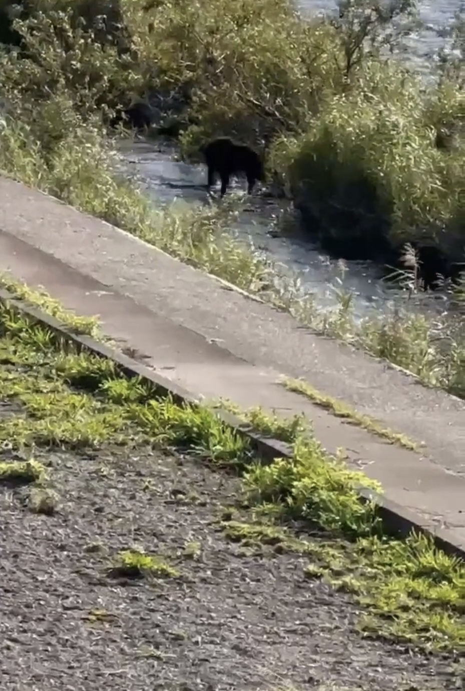 黑熊在桧木内川河边玩水，该处邻近民居，而且是孩子的上学路线。 X@ shirokiko