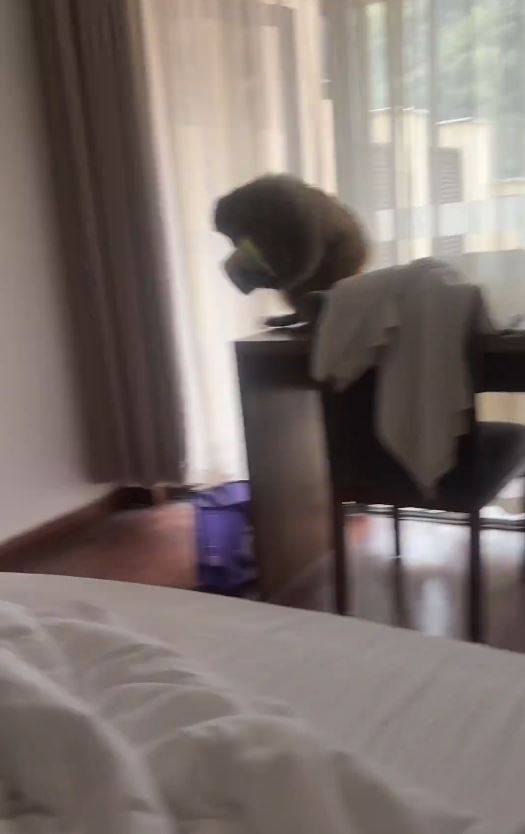 重庆有酒店房客遭猴子闯入。