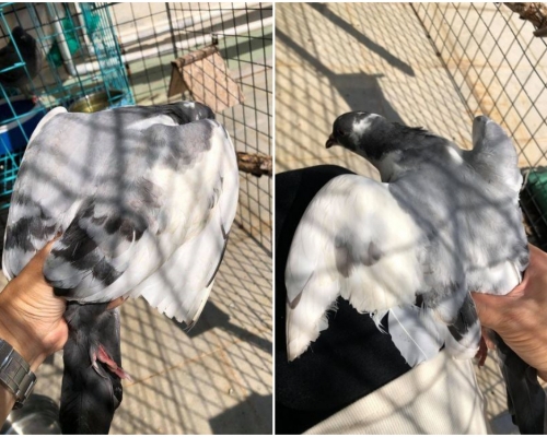 有野鸽被人剪去两翼。香港动物报FB图片