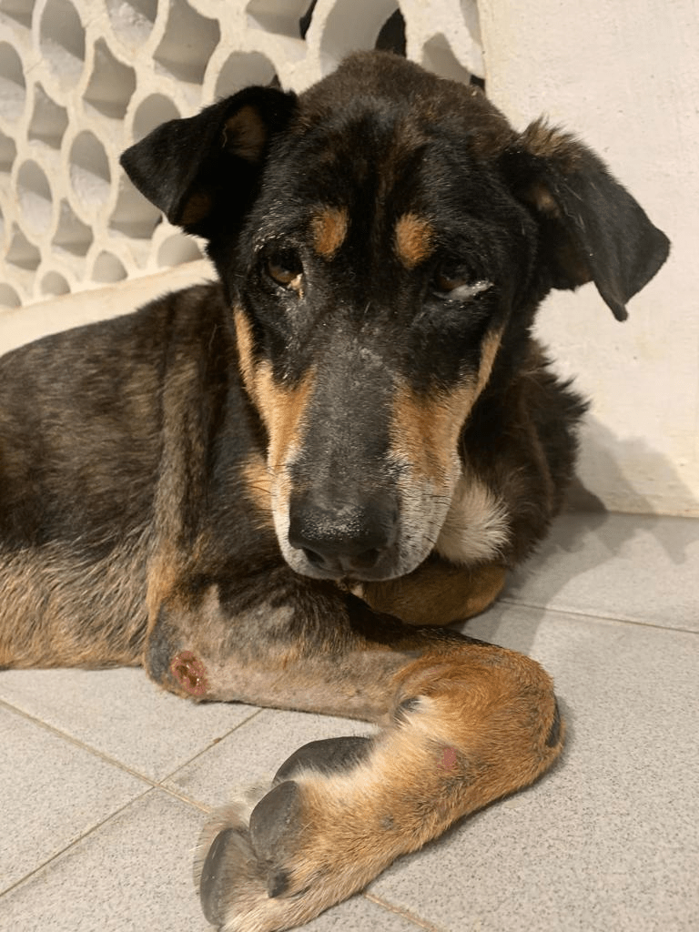 14歲老狗安安婆婆被遺棄在街上，救起時手腳有不同傷口，需要在狗舍靜養一段時間。(受訪者提供圖片)
