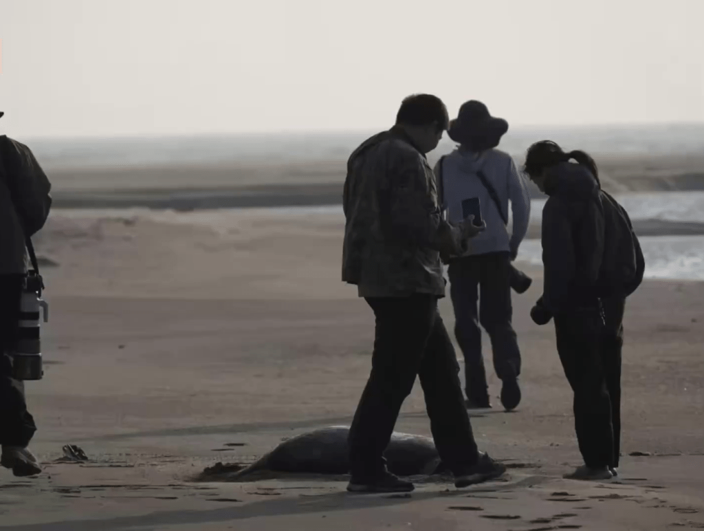 湛江發現疑似儒艮屍體,此前被宣告在中國大陸沿海「功能性滅絕」 。 湛江發現疑似儒艮屍體,此前被宣告在中國大陸沿海「功能性滅絕」 。