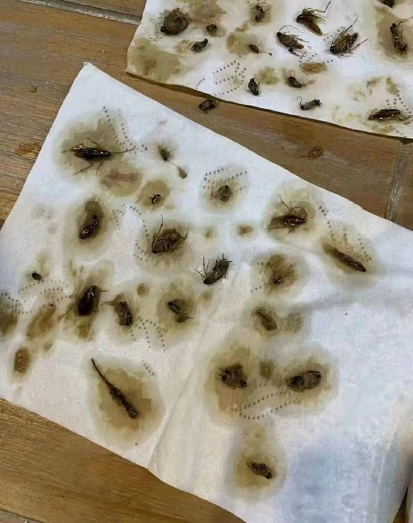曱甴大小不二，更有肢体残骸，非常恐怖。网图