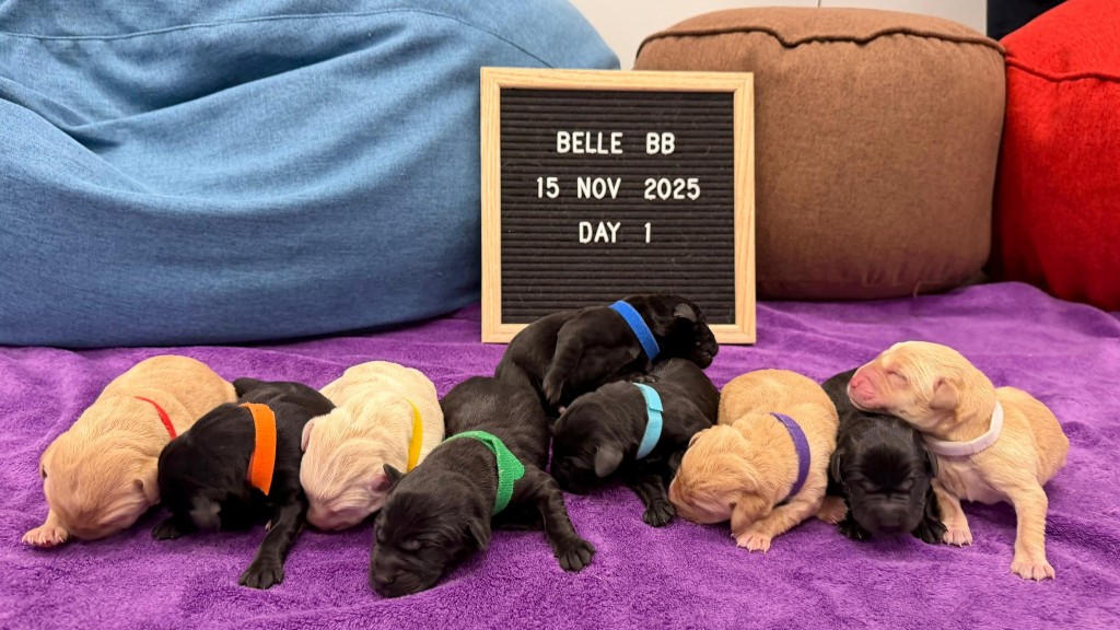 該對「黑白配」夫婦首次孕育後代,順利產下4白5黑共9隻幼犬。 該對「黑白配」夫婦首次孕育後代,順利產下4白5黑共9隻幼犬。