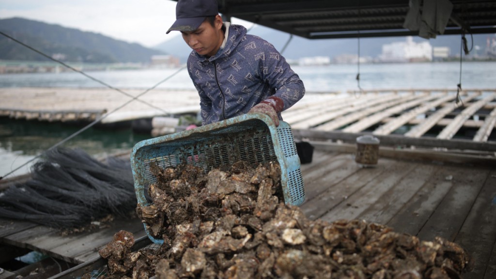 日本廣島縣近周沿岸地區接連出現大規模養殖蠔（牡蠣）死亡。法新社