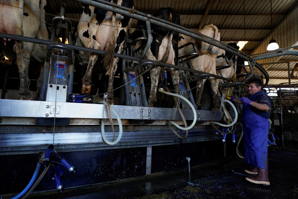 CDC建議，任何接觸乳牛的人應佩戴防護裝備。路透社