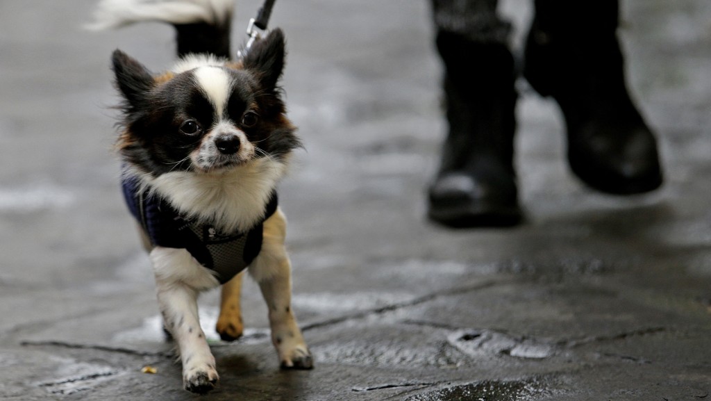 一隻小狗在羅馬街頭散步。 路透社