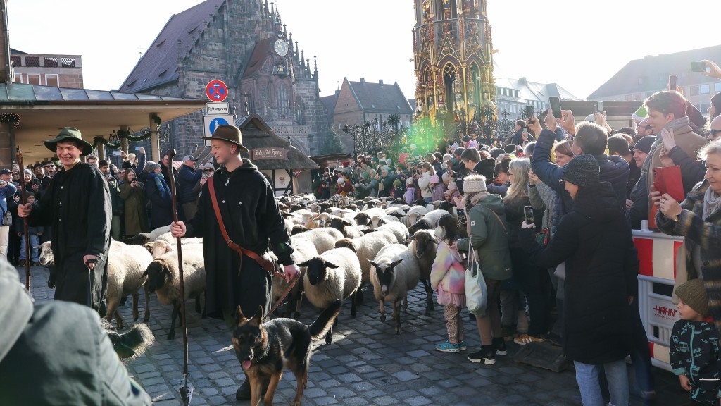 德国600只绵羊穿纽伦堡市中心赶往牧场过冬,场面壮观。 美联社 德国600只绵羊穿纽伦堡市中心赶往牧场过冬,场面壮观。 美联社