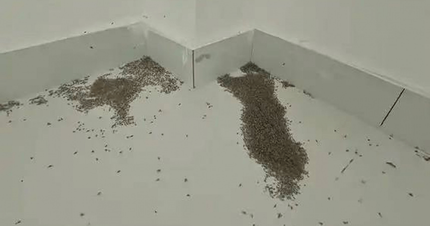 河南某家庭室內地面大量蚊子死亡。 河南某家庭室內地面大量蚊子死亡。