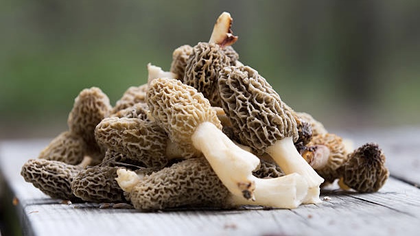羊肚菌与松露、松茸、牛肝菌并列为“世界四大名菇”，完全煮熟才可食用。 iStock配图