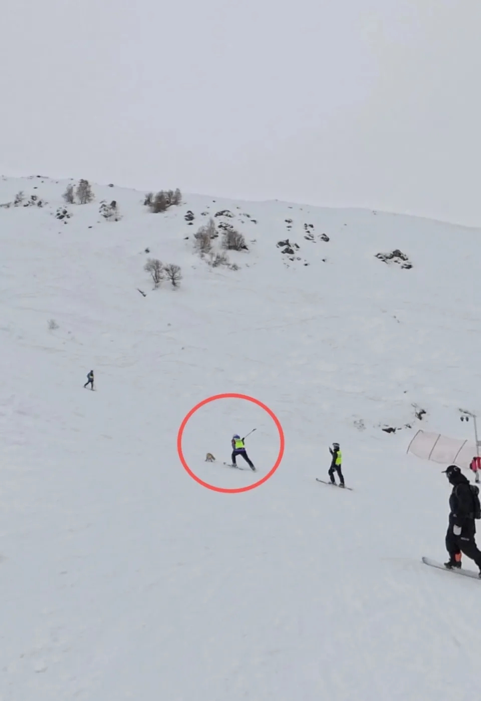 知情人提供影片,指狐狸遭滑雪场职员围殴致死。 知情人提供影片,指狐狸遭滑雪场职员围殴致死。