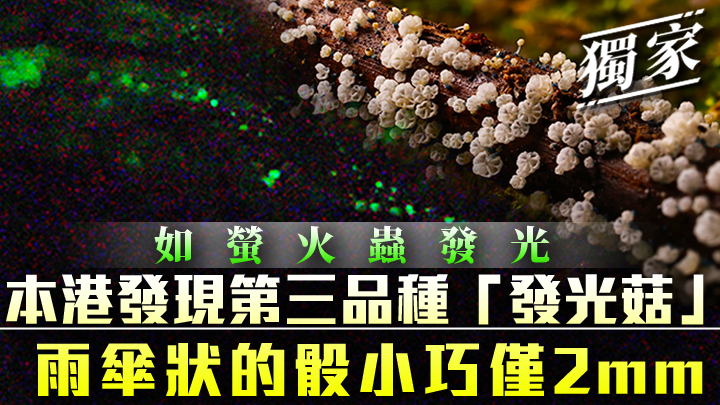 暗藍小菇(Mycena lazulina)。相片由Kinwa Yick提供(獲授權使用)