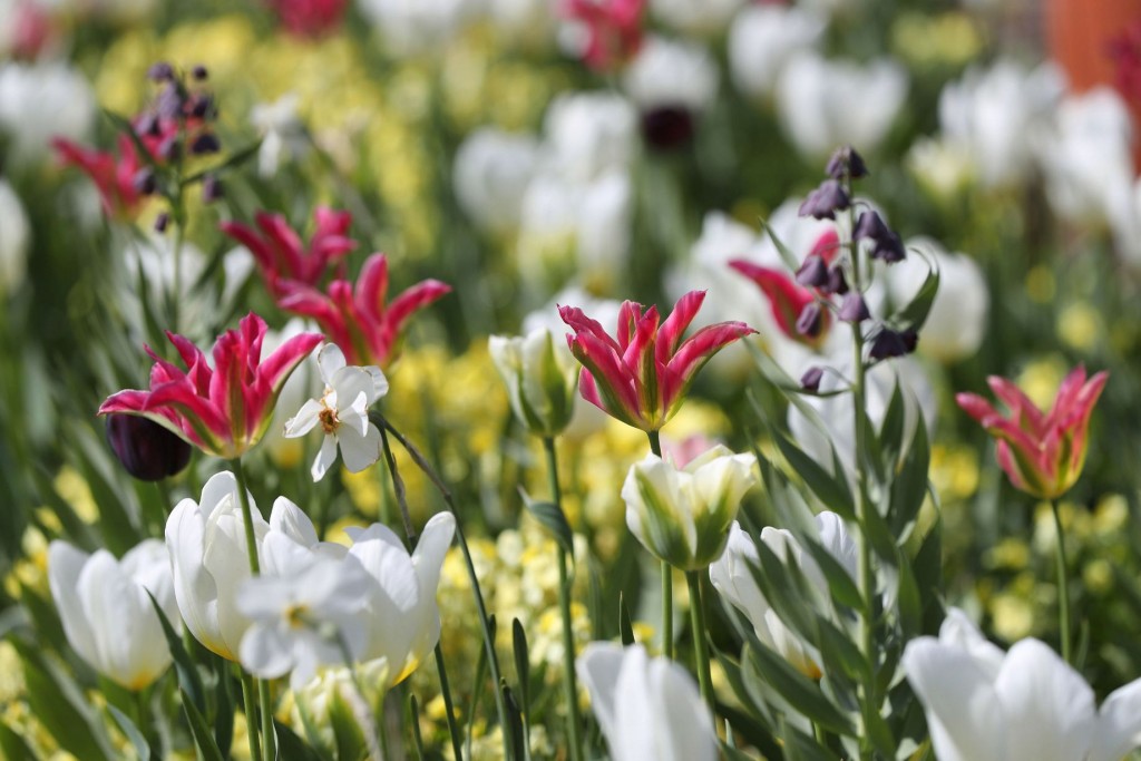 花園內種滿戴安娜喜愛的花朵。