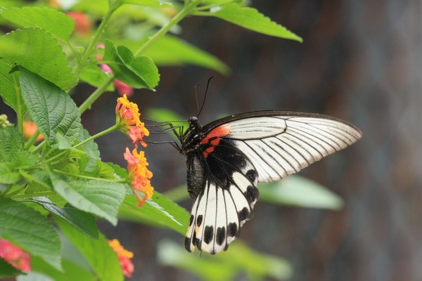 美鳳蝶。綠色力量提供