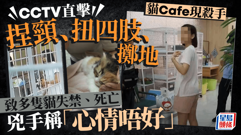 奶貓殺手︱瀋陽女心情差去動物Cafe減壓  摙頸錘背扭四肢殺4貓